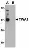 GID Complex Subunit 8 Homolog antibody, orb94313, Biorbyt, Western Blot image 