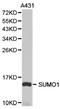 Small Ubiquitin Like Modifier 1 antibody, LS-C192924, Lifespan Biosciences, Western Blot image 