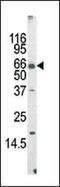 MLLT3 Super Elongation Complex Subunit antibody, PA5-13174, Invitrogen Antibodies, Western Blot image 