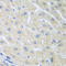 Paraoxonase 1 antibody, LS-C349074, Lifespan Biosciences, Immunohistochemistry frozen image 