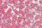 Electron transfer flavoprotein subunit alpha, mitochondrial antibody, MBS248592, MyBioSource, Immunohistochemistry frozen image 