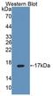 Protein Tyrosine Phosphatase Mitochondrial 1 antibody, LS-C663354, Lifespan Biosciences, Western Blot image 