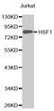 Heat Shock Transcription Factor 1 antibody, MBS125774, MyBioSource, Western Blot image 