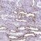 POU Class 3 Homeobox 3 antibody, NBP2-49508, Novus Biologicals, Immunohistochemistry frozen image 