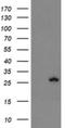 Frataxin antibody, NBP2-45751, Novus Biologicals, Western Blot image 