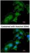 RENR antibody, NBP1-33605, Novus Biologicals, Immunocytochemistry image 