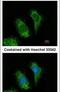 TNF Receptor Associated Factor 5 antibody, PA5-27705, Invitrogen Antibodies, Immunofluorescence image 