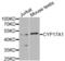 Cyp17 antibody, LS-C331434, Lifespan Biosciences, Western Blot image 