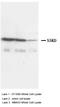 TNF Receptor Superfamily Member 1A antibody, orb18117, Biorbyt, Western Blot image 
