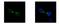 Kinesin Family Member 22 antibody, GTX112357, GeneTex, Immunocytochemistry image 