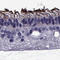 Phosphodiesterase 6H antibody, HPA045118, Atlas Antibodies, Immunohistochemistry paraffin image 