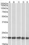 Ferritin Light Chain antibody, LS-B4383, Lifespan Biosciences, Western Blot image 