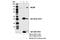 Melanoma Cell Adhesion Molecule antibody, 13475S, Cell Signaling Technology, Immunoprecipitation image 