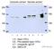 Structural Maintenance Of Chromosomes 3 antibody, ab9263, Abcam, Immunoprecipitation image 