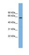 Origin Recognition Complex Subunit 2 antibody, orb330876, Biorbyt, Western Blot image 