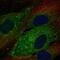 CD93 Molecule antibody, HPA009300, Atlas Antibodies, Immunofluorescence image 