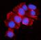 Mov10 RISC Complex RNA Helicase antibody, A04952, Boster Biological Technology, Immunofluorescence image 