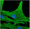 Actin Gamma 1 antibody, AM33003PU-N, Origene, Immunofluorescence image 