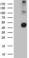 Neuronal Growth Regulator 1 antibody, M06730, Boster Biological Technology, Western Blot image 