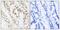 BRCA1 DNA Repair Associated antibody, GTX50181, GeneTex, Immunohistochemistry paraffin image 