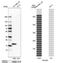 Melan-A antibody, NBP2-33535, Novus Biologicals, Western Blot image 