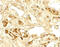 Calcium Sensing Receptor antibody, 7785, ProSci, Immunohistochemistry frozen image 