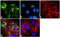 Metadherin antibody, 40-6500, Invitrogen Antibodies, Immunofluorescence image 