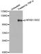 Nuclear Factor Kappa B Subunit 1 antibody, STJ22312, St John