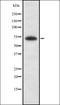 Zinc Finger And BTB Domain Containing 33 antibody, orb337088, Biorbyt, Western Blot image 