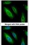 Argininosuccinate Lyase antibody, PA5-22300, Invitrogen Antibodies, Immunofluorescence image 