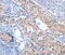 Inhibin Subunit Beta C antibody, MBS2517727, MyBioSource, Immunohistochemistry frozen image 