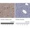 Potassium Channel Tetramerization Domain Containing 8 antibody, NBP1-86327, Novus Biologicals, Immunohistochemistry paraffin image 