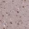 Pyrroline-5-Carboxylate Reductase 1 antibody, NBP2-13834, Novus Biologicals, Immunohistochemistry frozen image 