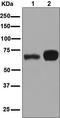 E3 ubiquitin-protein ligase RNF8 antibody, TA310822, Origene, Western Blot image 
