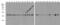 Beta-Actin antibody, 3779-biotin, ProSci Inc, Western Blot image 