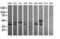 Mitogen-Activated Protein Kinase Kinase 3 antibody, LS-C174546, Lifespan Biosciences, Western Blot image 