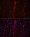 Coronin 1A antibody, 23-837, ProSci, Immunofluorescence image 