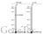 Nuclear Receptor Coactivator 3 antibody, GTX113869, GeneTex, Western Blot image 