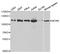 Minichromosome Maintenance Complex Component 6 antibody, orb48451, Biorbyt, Western Blot image 