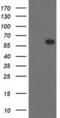 BAI1 Associated Protein 2 antibody, MA5-25648, Invitrogen Antibodies, Western Blot image 