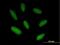Zinc Finger Imprinted 2 antibody, H00023619-B01P, Novus Biologicals, Immunofluorescence image 