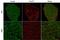 Chromatin Target Of PRMT1 antibody, PA5-44307, Invitrogen Antibodies, Immunofluorescence image 