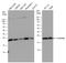 Centrin 3 antibody, GTX114317, GeneTex, Western Blot image 