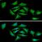 Ras Association Domain Family Member 1 antibody, NBP1-04342, Novus Biologicals, Immunofluorescence image 