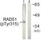 RAD51 Recombinase antibody, TA312607, Origene, Western Blot image 