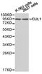 Cullin 1 antibody, LS-C192940, Lifespan Biosciences, Western Blot image 