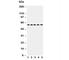 Occludin antibody, R30159, NSJ Bioreagents, Western Blot image 