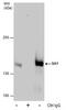 Stromal Antigen 1 antibody, PA5-78313, Invitrogen Antibodies, Immunoprecipitation image 