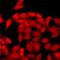 UPF1 antibody, LS-C667881, Lifespan Biosciences, Immunofluorescence image 