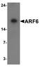 ADP Ribosylation Factor 6 antibody, A00927, Boster Biological Technology, Western Blot image 